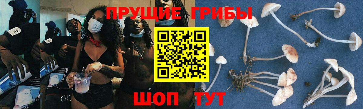 Галлюциногенные грибы прущие грибы  Вход с VPN  Курчалой  Псилоцибиновые грибы GOLDEN TEACHER 